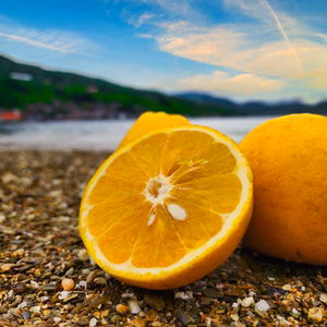 グレープフルーツ好きの方に和製グレープフルーツ　河内晩柑