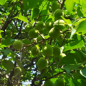 【産地直送】和歌山県産 南高梅
