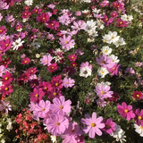 ピーチあっぷる