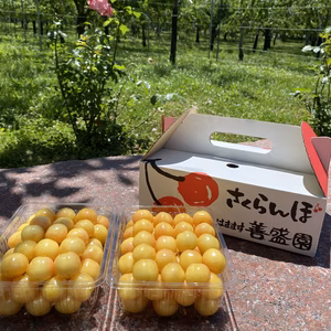 黄色いさくらんぼ　『月山錦』家庭用