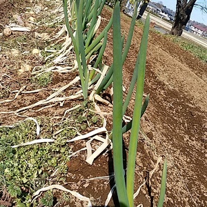 ネギ、菜の花、椎茸、芽キャベツ、ふきのとうのセット
