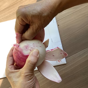 もものすけ、土ん中でワッハッハ！腐植栽培と微生物が育てた笑顔のカブ