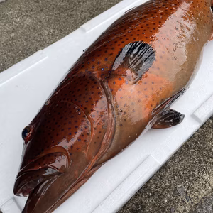 傷あり割引【捕獲動画あり】コクハンアラ5.0kg 鱗、内臓処理済