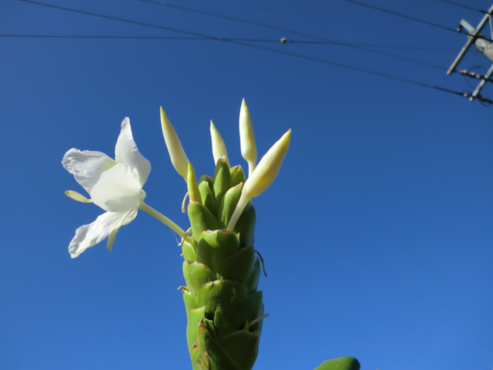 ジンジャーリリー 球根 甘い香りの白い花 農家漁師から産地直送の通販 ポケットマルシェ