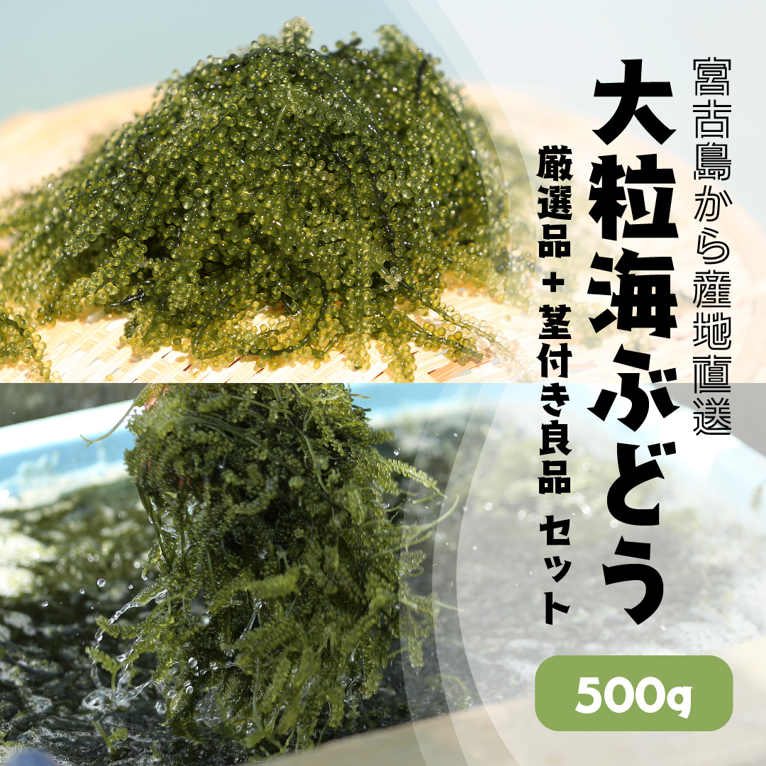 宮古島産 海ぶどう【厳選品・良品茎付き】食べ比べセット 500g(タレつき)｜魚介類の商品詳細｜ポケットマルシェ｜産直(産地直送)通販 -  旬の果物・野菜・魚介をお取り寄せ