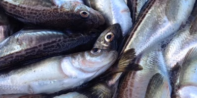 神の恵みの魚「ハタハタ」の時期がやってきた！