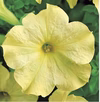 変わり咲ペチュニア★ソフィスティカライムレモン９センチ5苗より