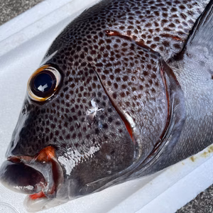 【魚突き】アジアコショウダイ3.2kg 鱗、下処理済