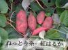 群馬県産　紅はるか　5ｋｇ