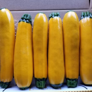 ズッキーニ(春作初物)