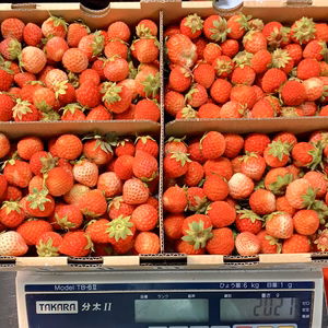 【業務用】青森県下北産　夏秋いちご　小粒サイズ（2〜4kg）