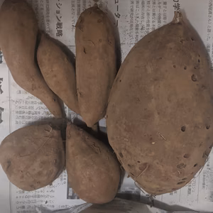 【訳あり＆お買い得！】農薬＆肥料不使用のさつまいもセット（安納芋多め）