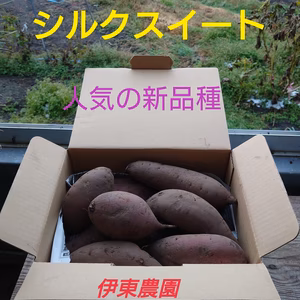 伊東農園のシルクスイート(7kg)上品な甘さのサツマイモ!
