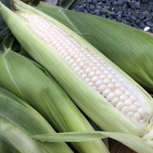 (冷蔵便)☆キラリ☆甘さ光る　おやつ野菜　とうもろこし