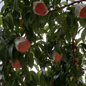 完熟桃で柔らかく品種お任せの甘い汁がしたたるジューシー桃