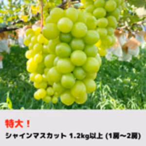 [山梨県勝沼産]特大シャインマスカット‼︎美味しさをお楽しみいただけます。