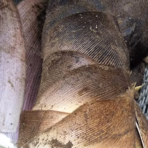  シャキッと孟宗竹タケノコ、やさいはメインディッシュ 地球によりそうやさい 