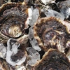 【希少!!ＬＬサイズ】濃厚『岩牡蠣』生食用　五島列島自然の恵み　数に限り有り