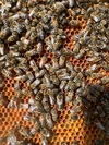 北海道産トチの木の蜂蜜です！
