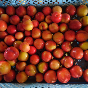 【数量限定】甘酸っぱくて美味しい♪ まーくん家のスモモ(´ｰ｀)