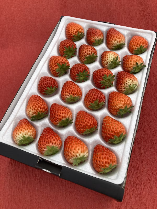 紅ほっぺ Lサイズ (24粒)