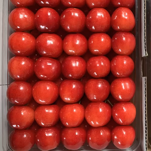 【贈答、プレゼント用】数量限定‼︎手詰め‼︎佐藤錦発祥の地。山形県東根産佐藤錦