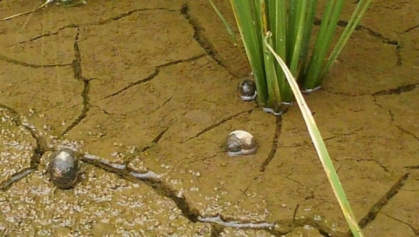 菊池市　若木湧水農園