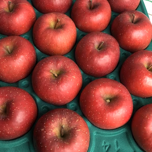 [2025年産　学校給食でも大人気!!] 江刺のサンふじ　家庭用