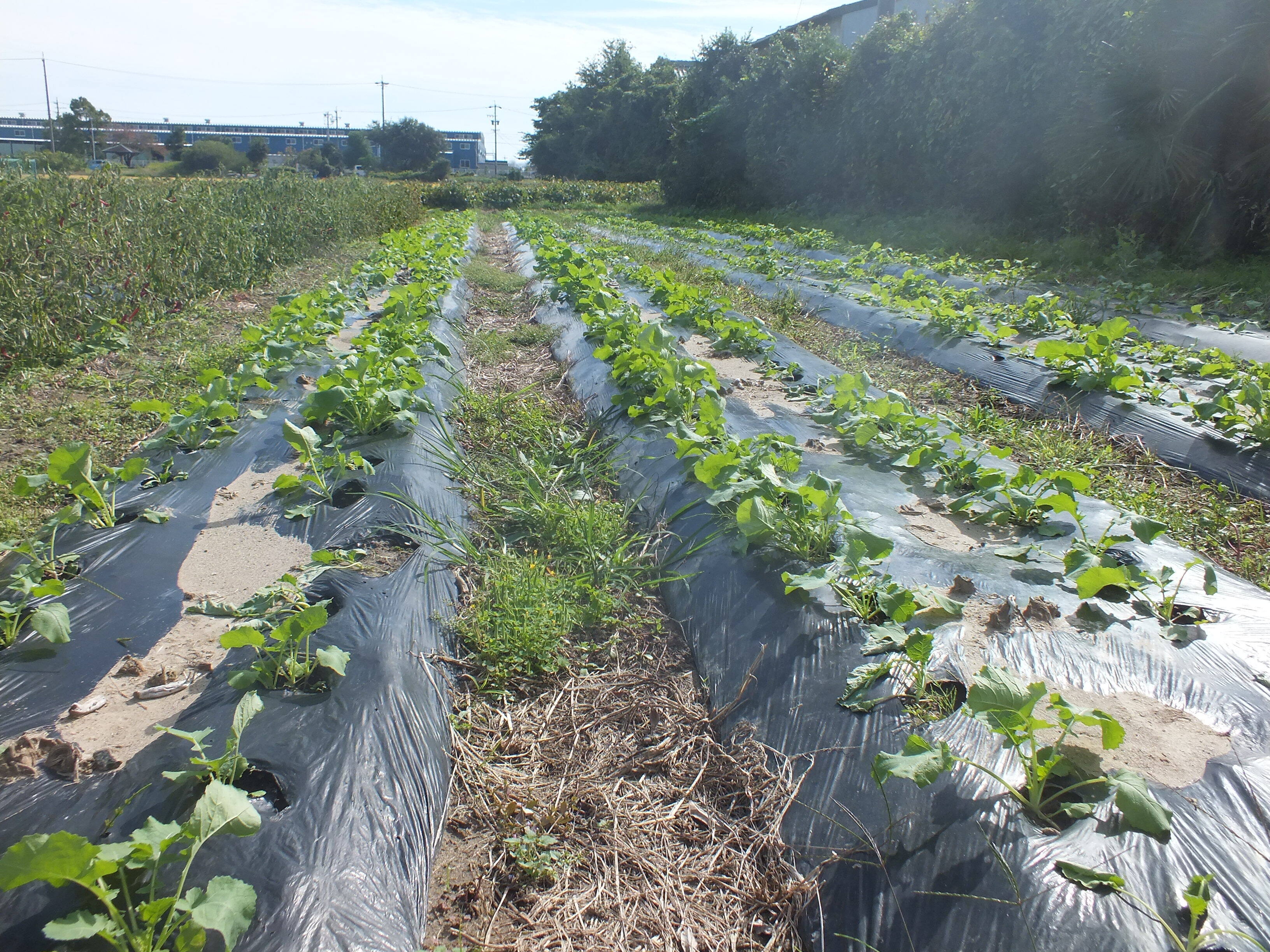 空芯菜の通販・お取り寄せ商品｜野菜｜ポケットマルシェ｜産地直送で旬