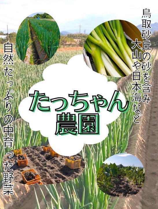 白ネギ 鳥取県産 3ｋｇ 2〜3本束10入り 白ねぎ 白葱 長ネギ 長ねぎ