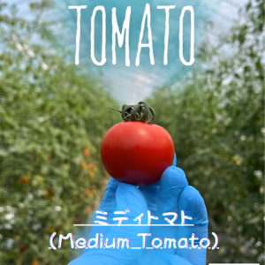 【朝採れ濃厚完熟！！】北海道産ミディトマト