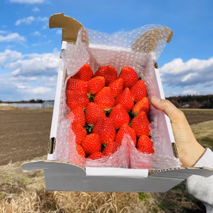 【朝専用❓】毎日食べたい『いちごミックス』BOX