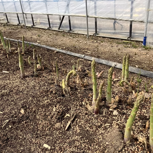 【訳あり】北海道中富良野産アスパラ１ｋｇ【ハウス栽培】太くてジューシー♪