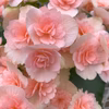 エラチオールベゴニア【クリスティーフリンジ】4.5寸　上品なペールピンクの花弁