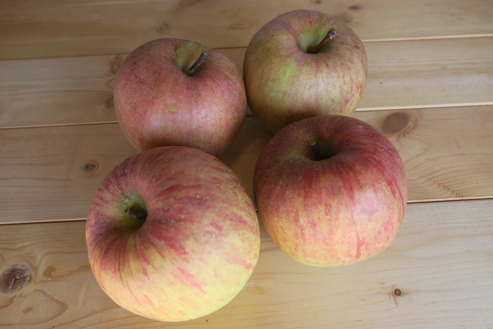 【初売り】特価！B級品 5kg／10kg 長野県 山ノ内町のサンふじ