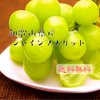 ◎送料無料◎ サクッと爽やかな甘さ 和歌山県産 シャインマスカット 訳あり