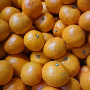 ゆら早生みかん 4.8キロ 完熟 和歌山県産