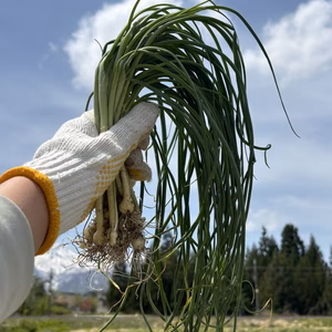 期間限定　雪解け　土付き天然のびろ　のびる　山菜100g〜1kg