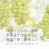 直送 シャインマスカット 大人気 【家庭用】パック 2房 ぶどう ピオーネ セッ