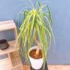 【在庫販売】　トックリラン　ノリナ　斑入り　トックリラン斑入り　観葉植物　ドライ