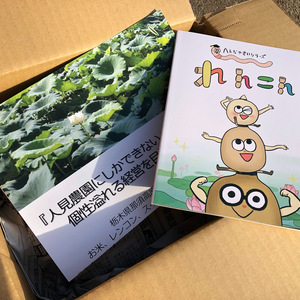 【食育絵本付】お子様に食べてもらいたい！那須高原れんこん B品 1.5kg