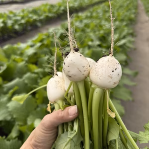 　数量限定｜春の梨のように甘い ラティーナカブ 1kg（葉付き５～８玉）