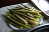 利賀村の山菜セット3種（採れたて山菜、４月下旬より発送）