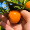 The citrus【not KINKAN but KINKAN】