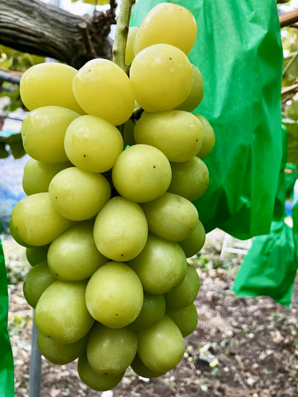 送料割引♪シャインマスカット 1.3kg以上★完熟★クール便発送！和歌山県産