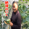 【残38名】2㎏10％OFF《炒めものに‼》化学肥料なしパリッ甘きゅうり「マジキ