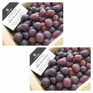 【感謝価格】　二箱　訳あり　紺　葡萄　ぶどう　果物　くだもの　にん忍葡萄園　