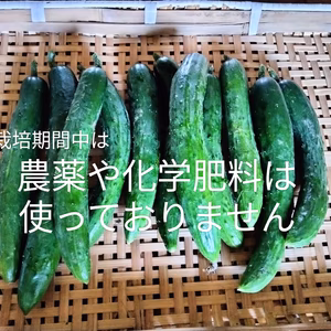 きゅうり　選べる量（1キロ〜3キロ）　旬の野菜のおまけ付き
