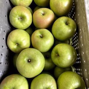 グラニースミス　3キロ箱　　加工りんご！8玉から15玉