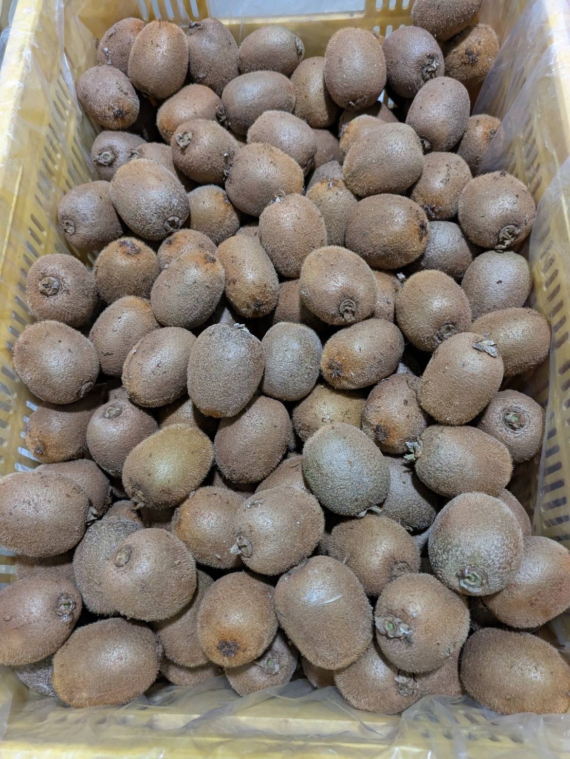 [家庭用]前田さんのちびっ子キウイ[ヘイワード] 1箱